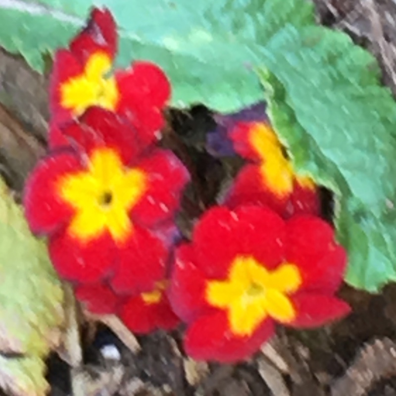 Mary's garden