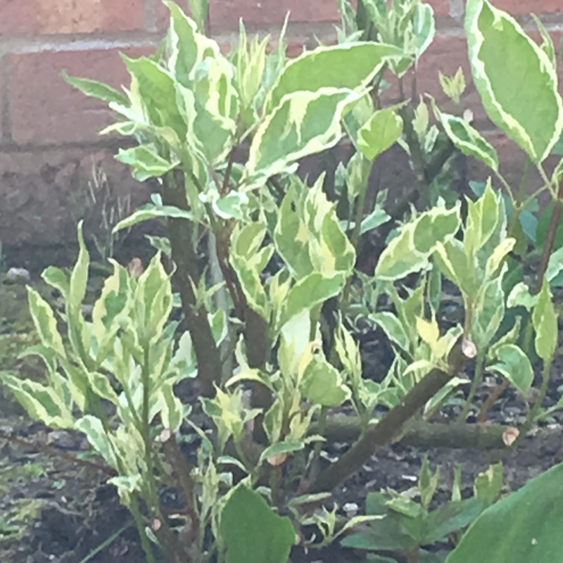 Mary's garden