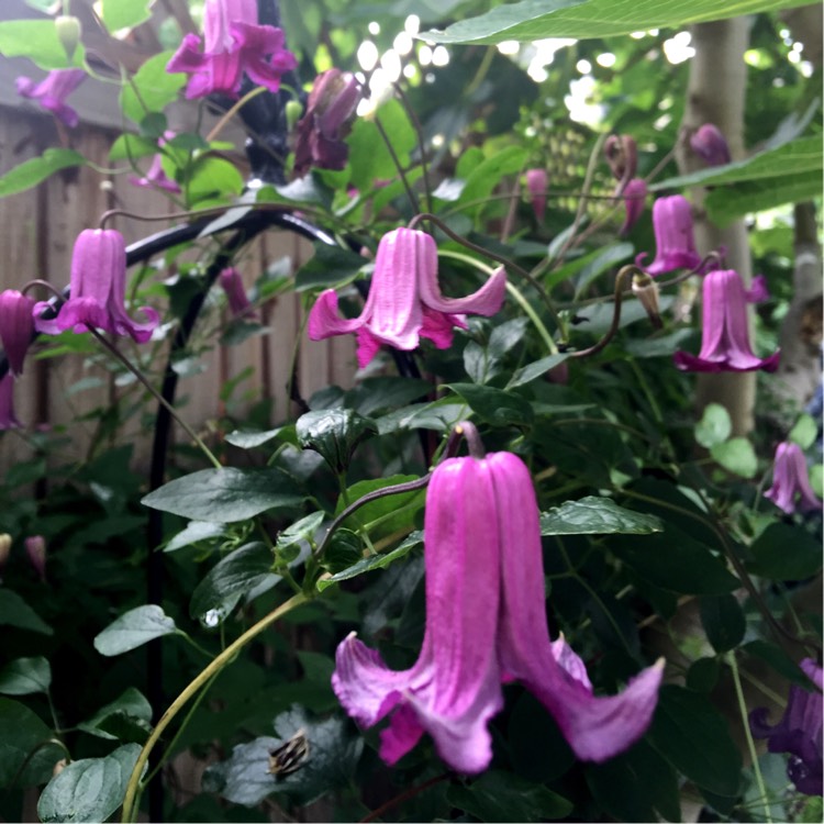 Plant image Clematis texensis 'Queen mother'