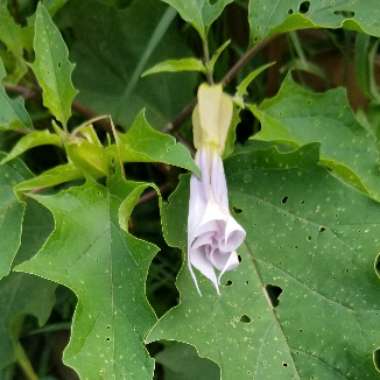 Jimsonweed