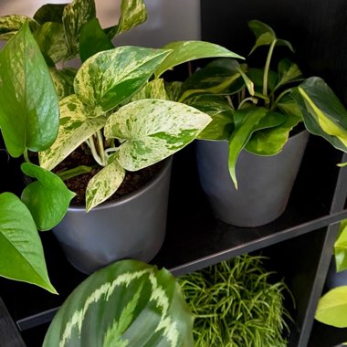 Epipremnum 'Marble Queen'