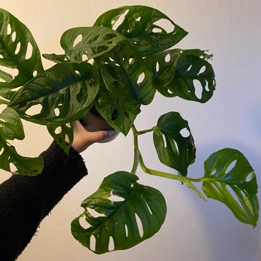 Adanson's Monstera