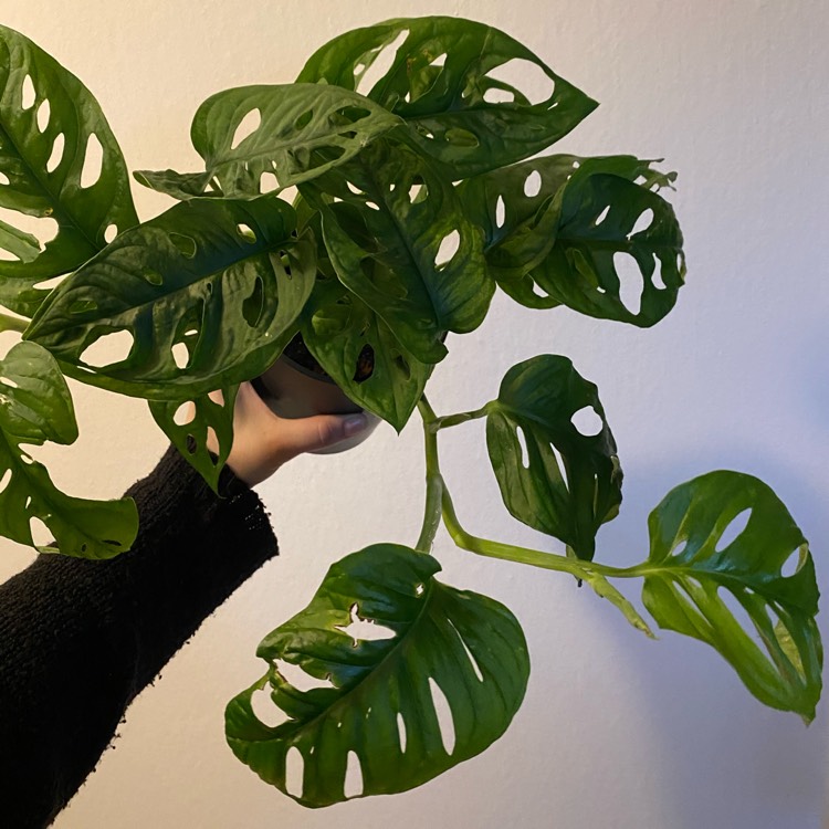 plant image 1433289