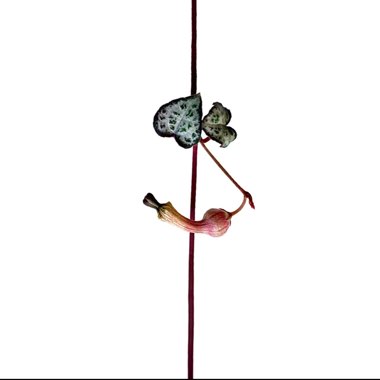 String Of Hearts