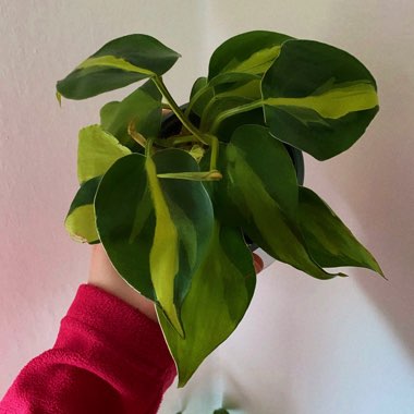 Philodendron 'Brasil'