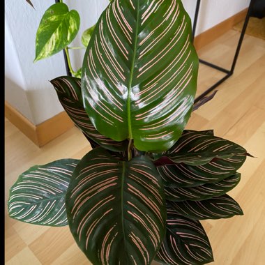 Calathea 'Beauty Star'