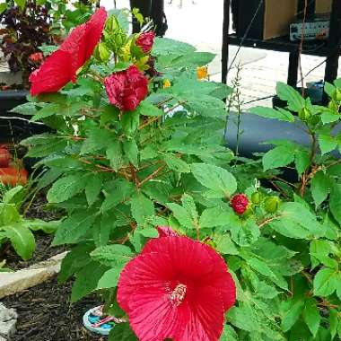 Hibiscus 'Luna Red'