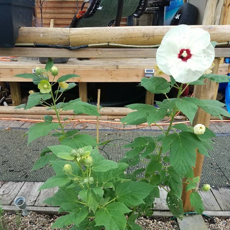 Plant image Hibiscus moscheutos 'Balhibwhi' (Luna Series) syn. Hibiscus moscheutos 'Luna White'