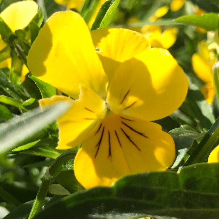 Plant image Viola x wittrockiana 'Panola yellow'
