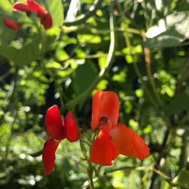 Runner Bean