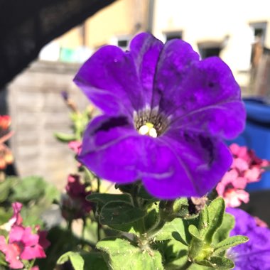Trailing Petunia
