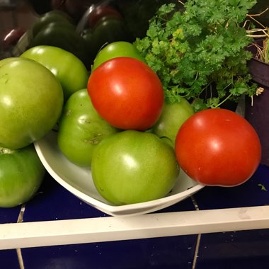 Bush Tomato 'Terenzo' (Cherry Tomato)