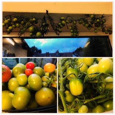 Bush Tomato 'Terenzo' (Cherry Tomato)