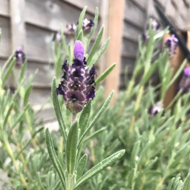 Lavender