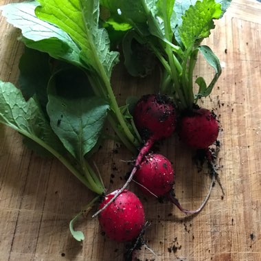 Radish 'Cherry Belle'