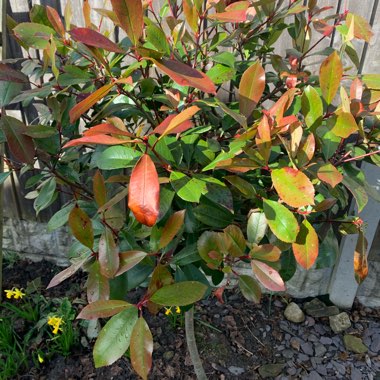 Photinia x fraseri 'Red Robin'