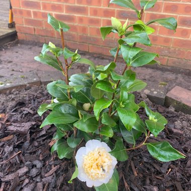 Camellia japonica 'Brushfield's Yellow'