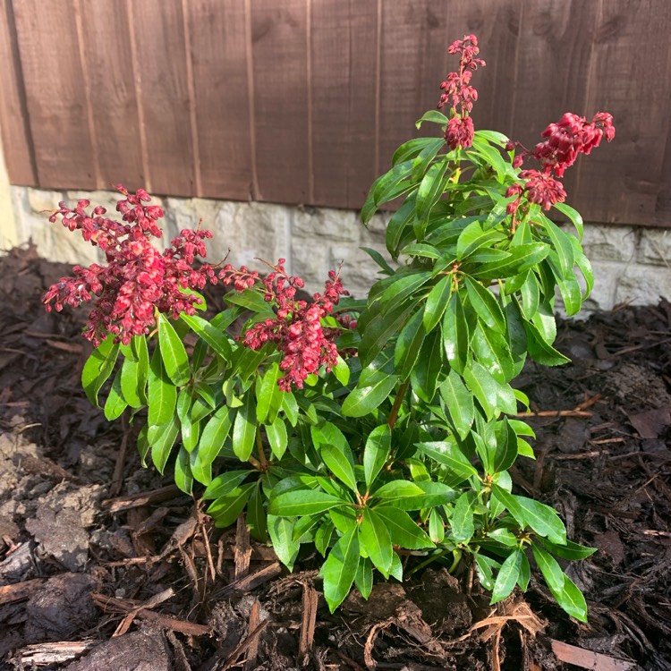 Plant image Pieris japonica 'Passion'