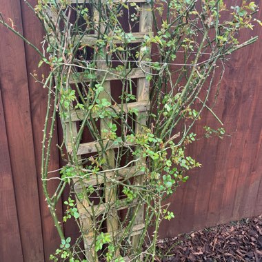Rosa 'Tan97289' syn. Rosa 'Giardina', Rosa 'Giardina Freiland', Rosa 'L'Alhambra'
