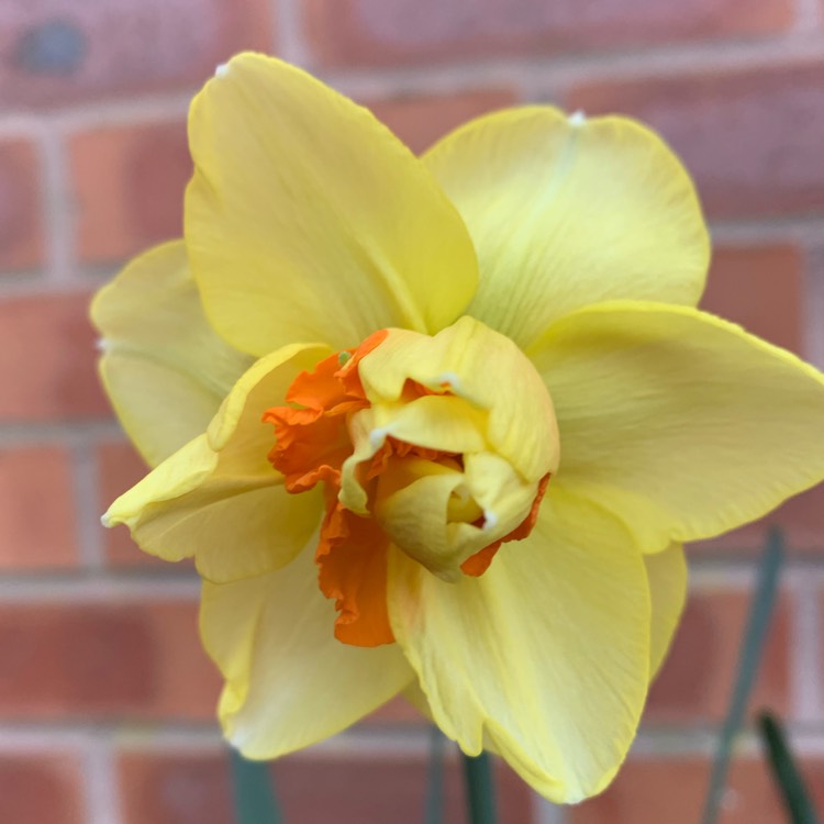 Plant image Narcissus 'Double Fashion'
