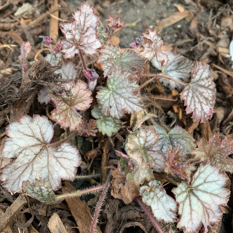 Plant image Heuchera 'Frosted Violet'