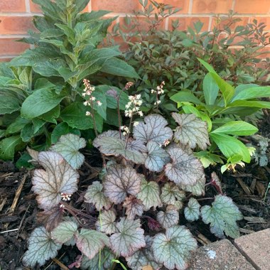 Marzena's garden