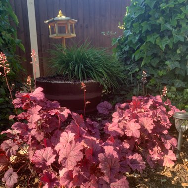 Marzena's garden