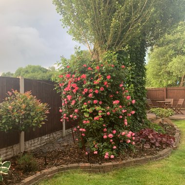 Marzena's garden