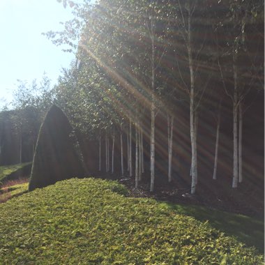 Betula utilis 'Jacquemontii'