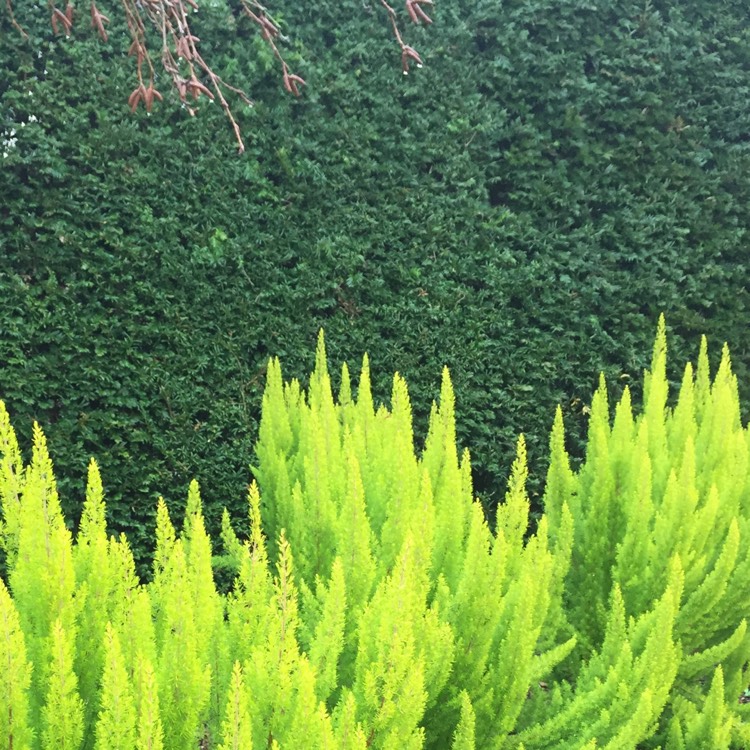 plant image 303486