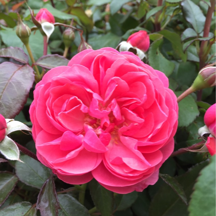 plant image 306556