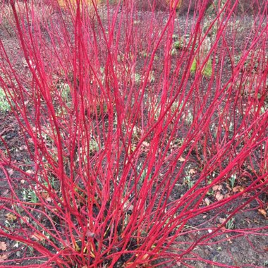 Cornus alba 'Sibirica'