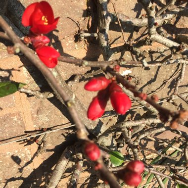 Chaenomeles japonica