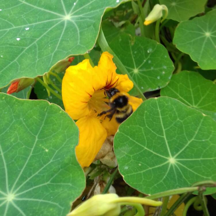 plant image 551522