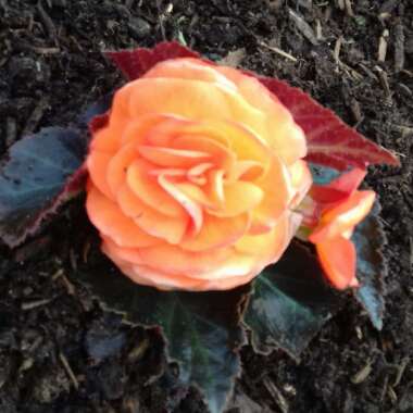 Matt's garden