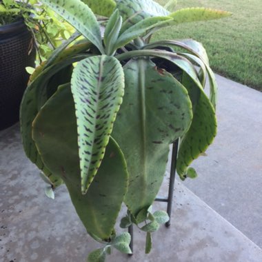 Kalanchoe Gastonis-bonnieri