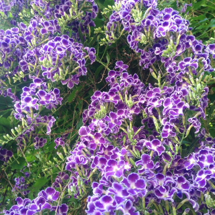 Plant image Duranta repens 'Geisha Girl'