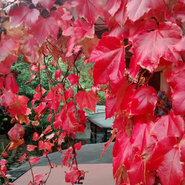 Plant image Parthenocissus tricuspidata syn. Ampelopsis hoggii ; Ampelopsis tricuspidata