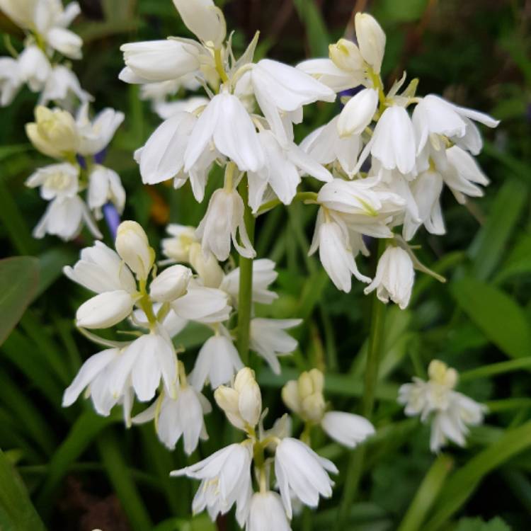 Plant image Hyacinthoides hispanica 'Alba'