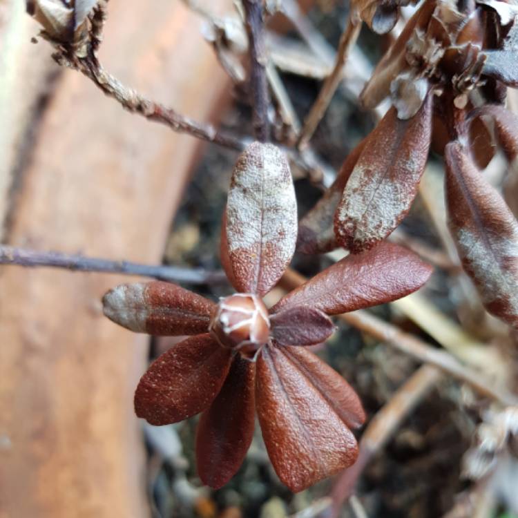 Plant image Rhododendron 'Kermesinum Rose'