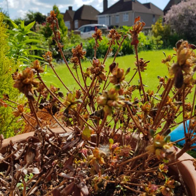 plant image 1049784