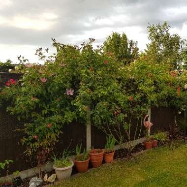 Rosa 'American Pillar'