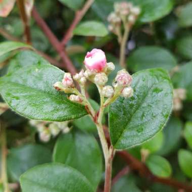 Cotoneaster