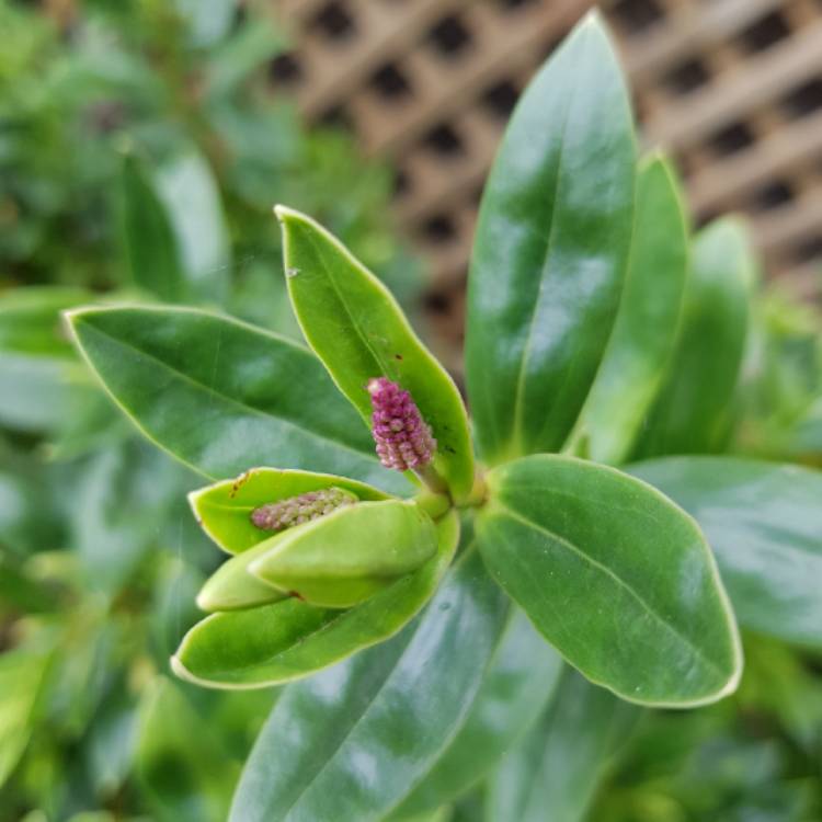 plant image 1083327