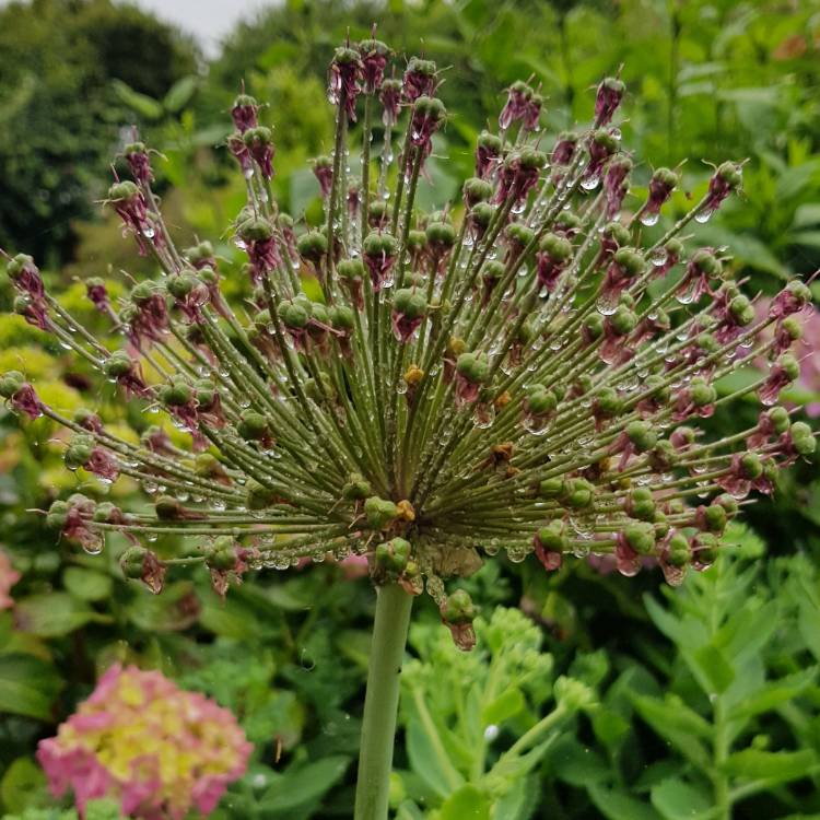 Plant image Allium 'Miami'