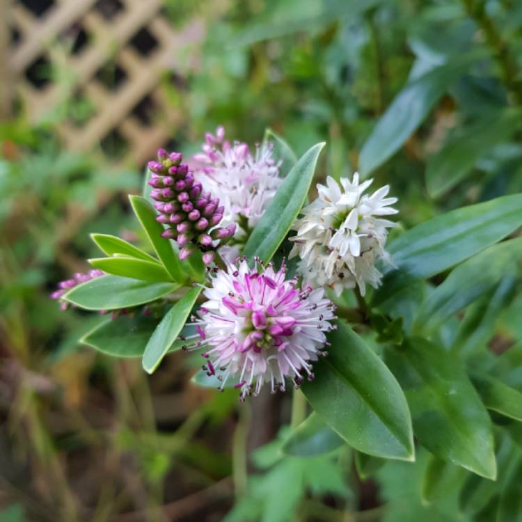 plant image 1100635