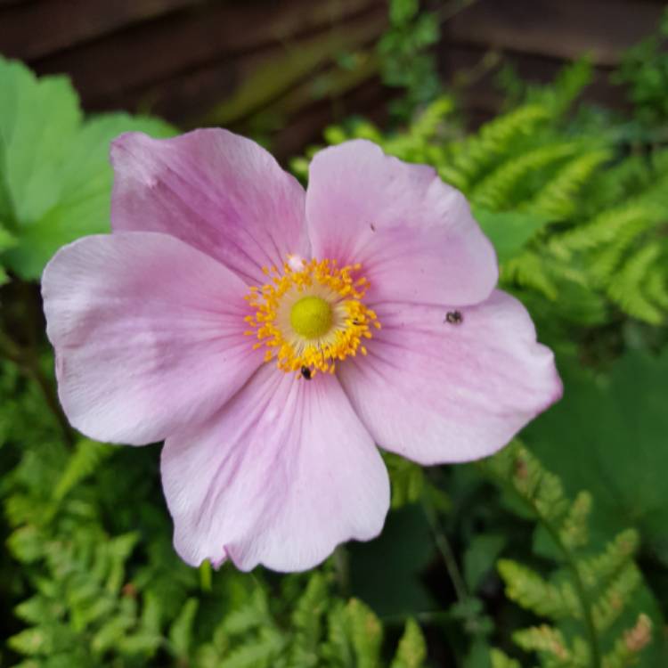 plant image 1102754 plant image 1102754