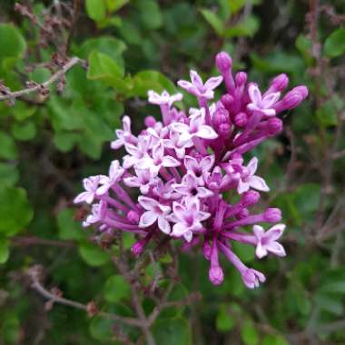 Syringa meyeri 'Palibin' syn. Syringa palibiniana