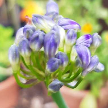 Agapanthus