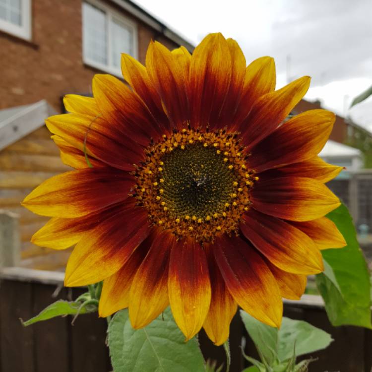 plant image 1163118